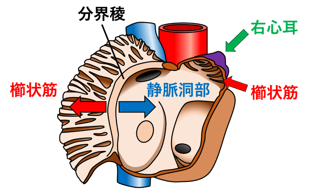 右心耳(right atrial appendage)
右心房の本体と連続していますが、内部には櫛状筋(pectinate muscles)と呼ばれる筋肉の隆起が発達しているのが特徴です。右心房内では分界稜(crista terminalis)が、後方の平滑な静脈洞部と、前方の櫛状筋を有する領域との境界となっています。