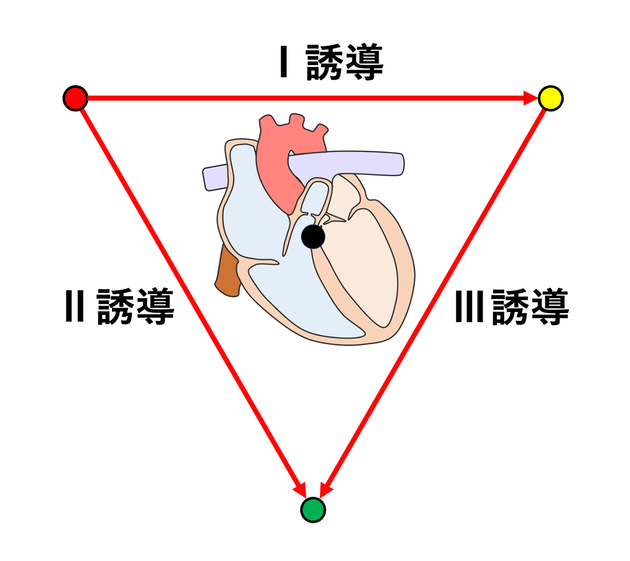 Einthovenの三角形(Einthoven’s Triangle)