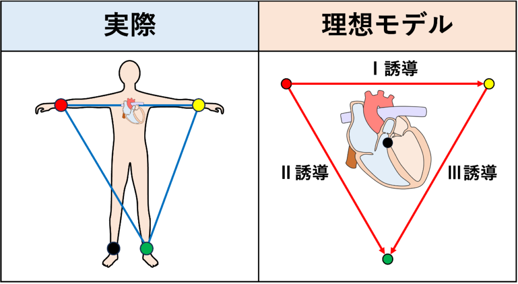 Einthovenの三角形(Einthoven’s Triangle)