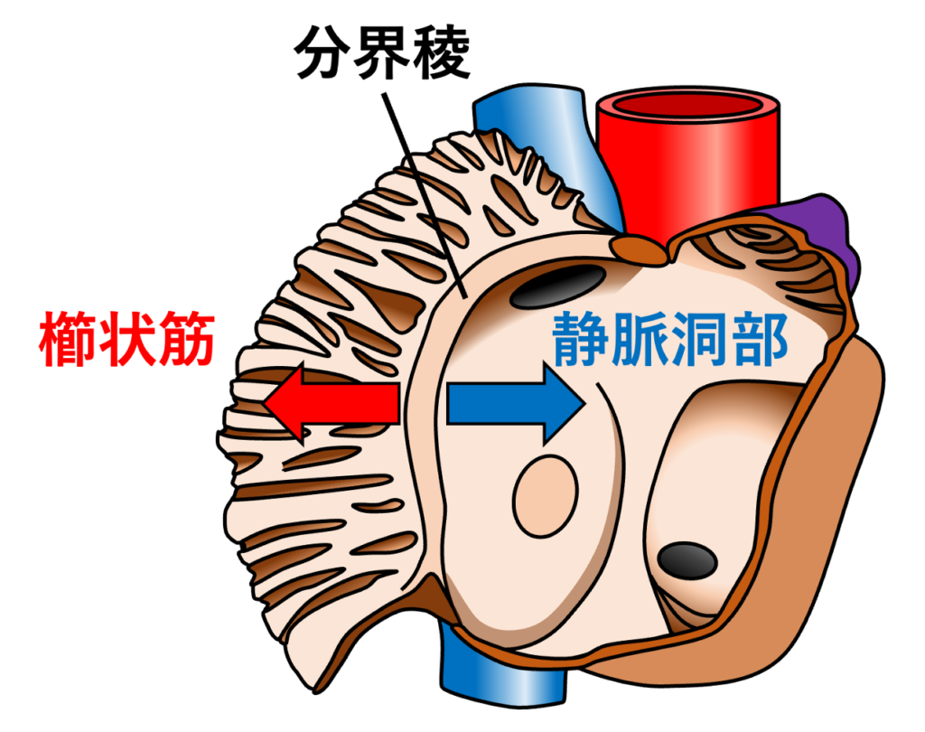 分界稜(crista terminalis)
分界稜は上方では上大静脈開口部付近から始まり、右心房の外側壁に沿って下方へ弓状に走行し、下大静脈開口部付近まで続きます。心臓外面では、この位置におおむね対応する溝を分界溝(sulcus terminalis)と呼びます。発生学的には、平滑な静脈洞部は胎生期の静脈洞(sinus venosus)が右心房へ取り込まれて形成されるのに対し、櫛状筋を有する前方部分は原始心房に由来します。そのため分界稜は、異なる発生起源をもつ領域の境界を示しているともいえます。