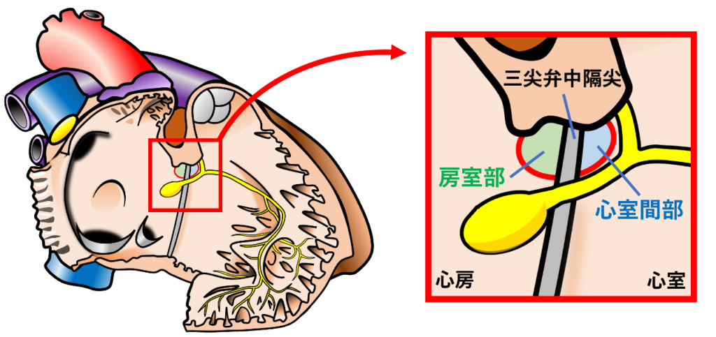 膜性中隔(membranous septum)
三尖弁中隔尖の付着位置を境界として、以下の2つに区分されます。

房室部(atrioventricular component)：右心房と左心室を隔てる部分。
心室間部(interventricular component)：右心室と左心室を隔てる部分。
