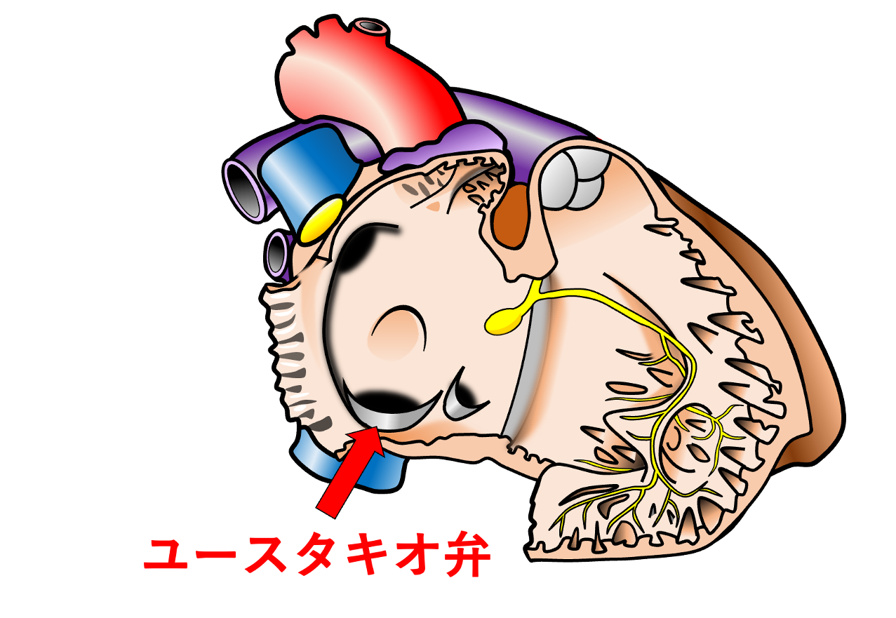 ユースタキオ弁(Eustachian valve)