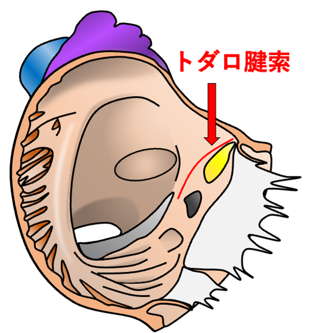トダロ腱索(tendon of Todaro)