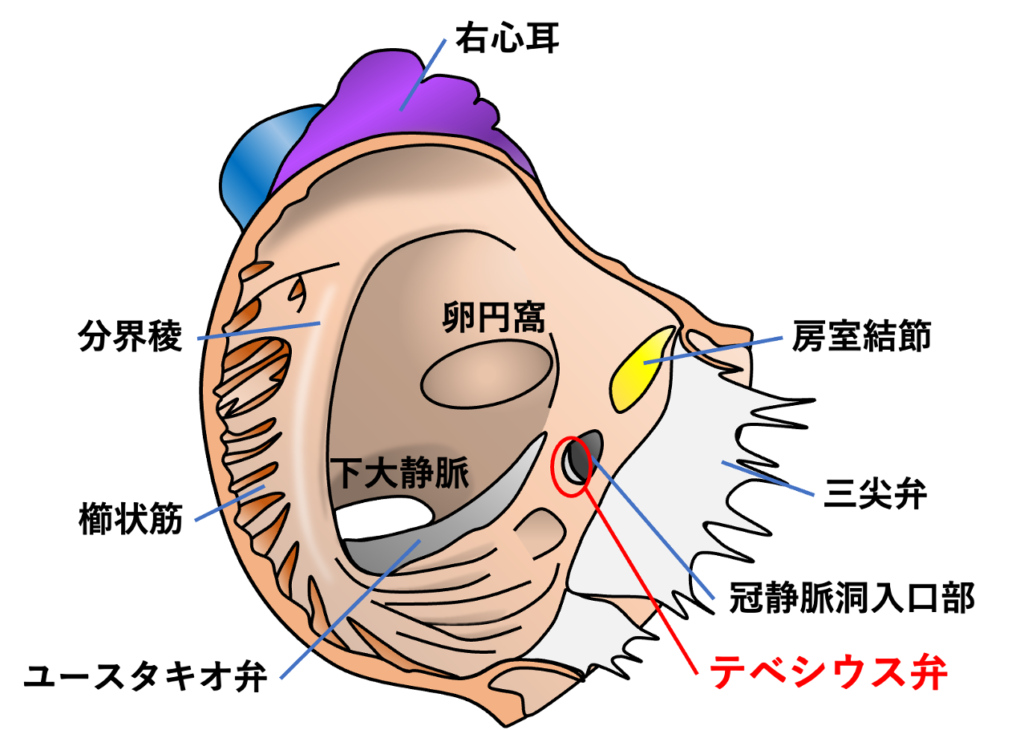 テベシウス弁(Thebesian valve)

テベシウス弁とは、冠静脈洞弁(valve of coronary sinus)とも呼ばれ、右心房に開口する冠静脈洞入口部(coronary sinus ostium：CSos)に存在する心内膜のひだ状構造です。冠静脈洞入口部の下縁を中心に位置し、右心房から冠静脈洞への血液の逆流を抑制する役割があると考えられていますが、その機能的意義は明確ではありません。