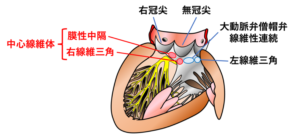 中心線維体(central fibrous body)
中心線維体とは、心臓の線維性骨格(cardiac fibrous skeleton)の中心部を構成する緻密な線維性結合組織です。心臓の基部に位置し、大動脈弁、僧帽弁、三尖弁が近接する領域に存在します。右線維三角(right fibrous trigone)を主体として膜性中隔と連続しており、広義には膜性中隔を含む構造として扱われることもあります。
