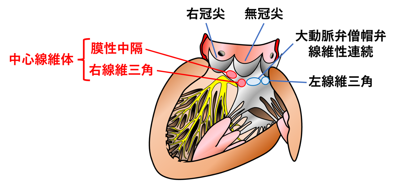 中心線維体(central fibrous body)