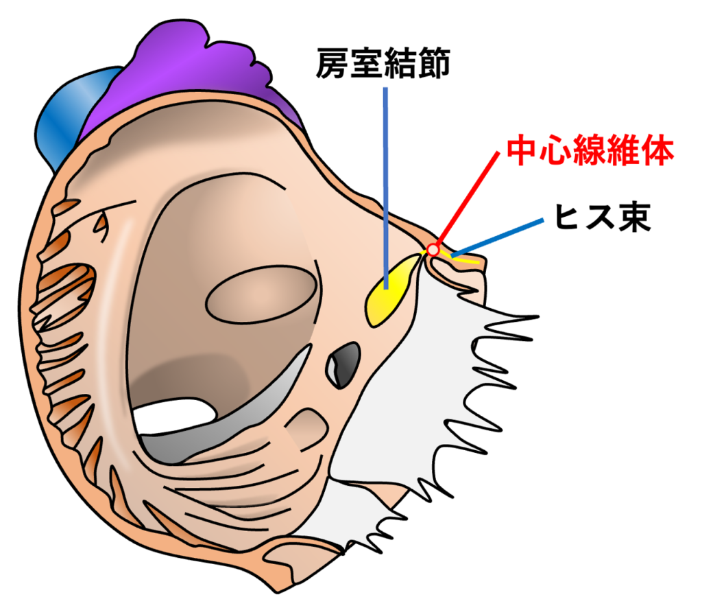 中心線維体(central fibrous body)
中心線維体の解剖学的特徴として房室結節から連続するHis束が中心線維体を貫通することが挙げられます。房室結節はコッホ三角の頂点付近に位置し、そこから伸びるHis束は中心線維体を貫通した後に膜性中隔の下縁を走行し、最終的に右脚と左脚に分岐します。この構造により正常心では心房から心室への興奮伝導が房室結節・His束を経由するようになります。また、中心線維体周囲の線維化や石灰化が房室伝導系に及ぶと、房室ブロックや脚ブロックの原因となることがあります。